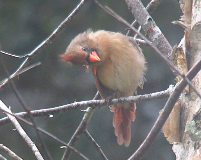 [A female cardinal perched on a branch in a leafless tree has her head bent to the left as if she is wanting to look under something. Her tail is a series of increaing length red-brown feathers spread in a fan shape and hangs completely below the branch. The feathers on her stomach are more puffy than matted.]
